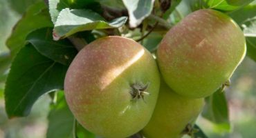 Jabloně pro sibiř - jakou odrůdu zvolit pro výsadbu